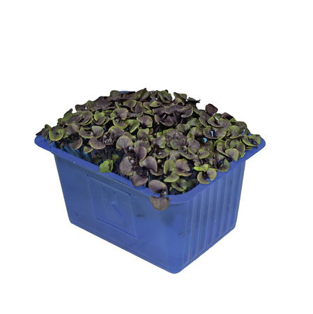 Kırmızı Fesleğen Filizi